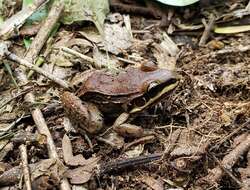 Image of Moustached frog