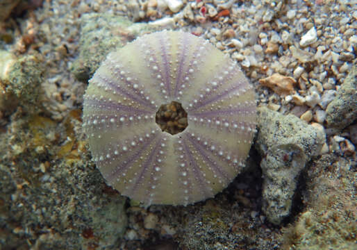 Image of Collector urchin