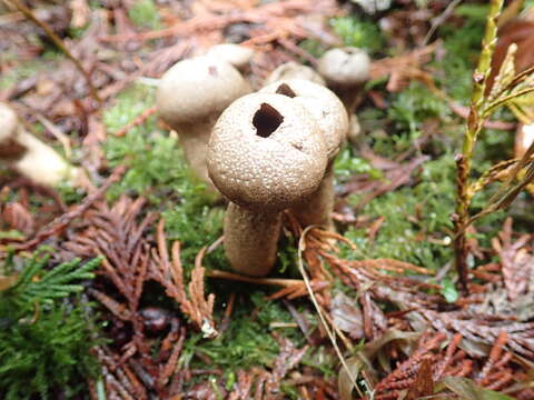 Imagem de Lycoperdon nettyanum Ramsey 1980