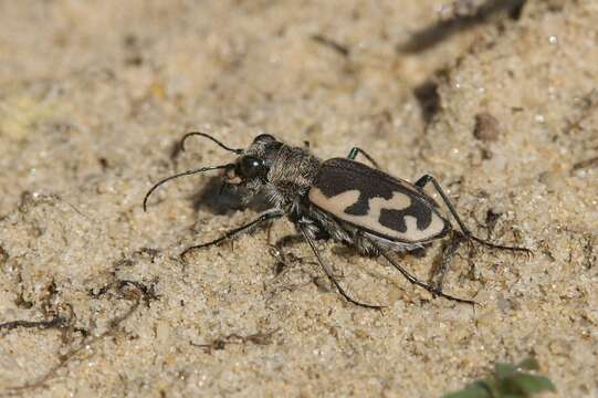 Image of Big Sand Tiger Beetle