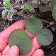 Sivun Desmodium rotundifolium (Michx.) DC. kuva