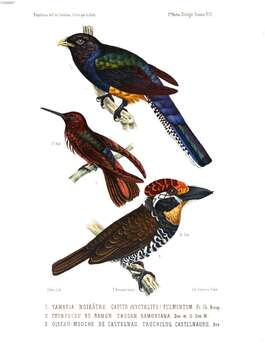 Plancia ëd Trogon ramonianus Deville & Des Murs 1849