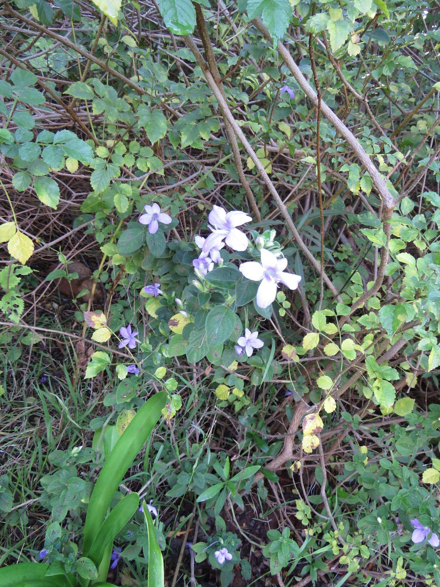 Imagem de Barleria obtusa Nees