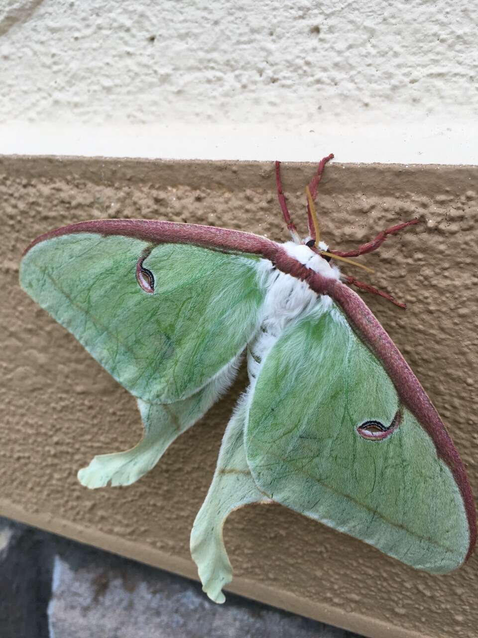 Image of Luna Moth