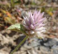 Image of pearly globe amaranth