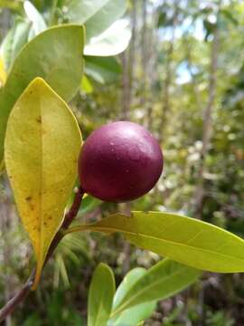 Image of Ambavia gerrardii (Baill.) Le Thomas