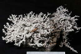 Image of Rock foam lichen