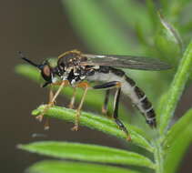 Image of Dioctria rufipes (Scopoli 1763)