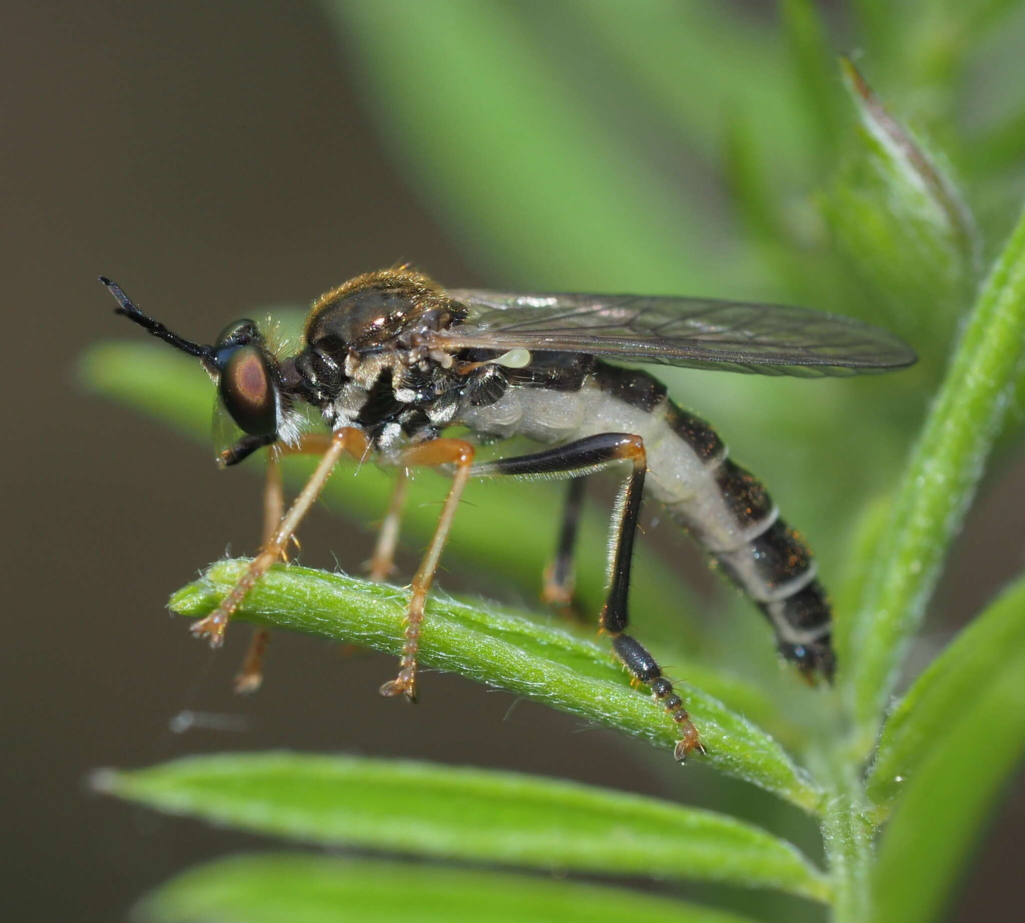 Image de Dioctria rufipes (Scopoli 1763)