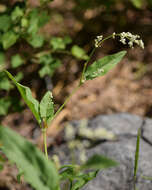 Image of Alpine Fleeceflower