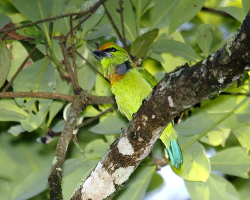 Image of Asian barbets