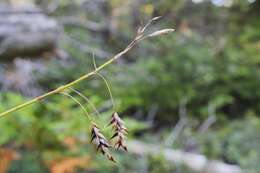 Image of chestnut sedge