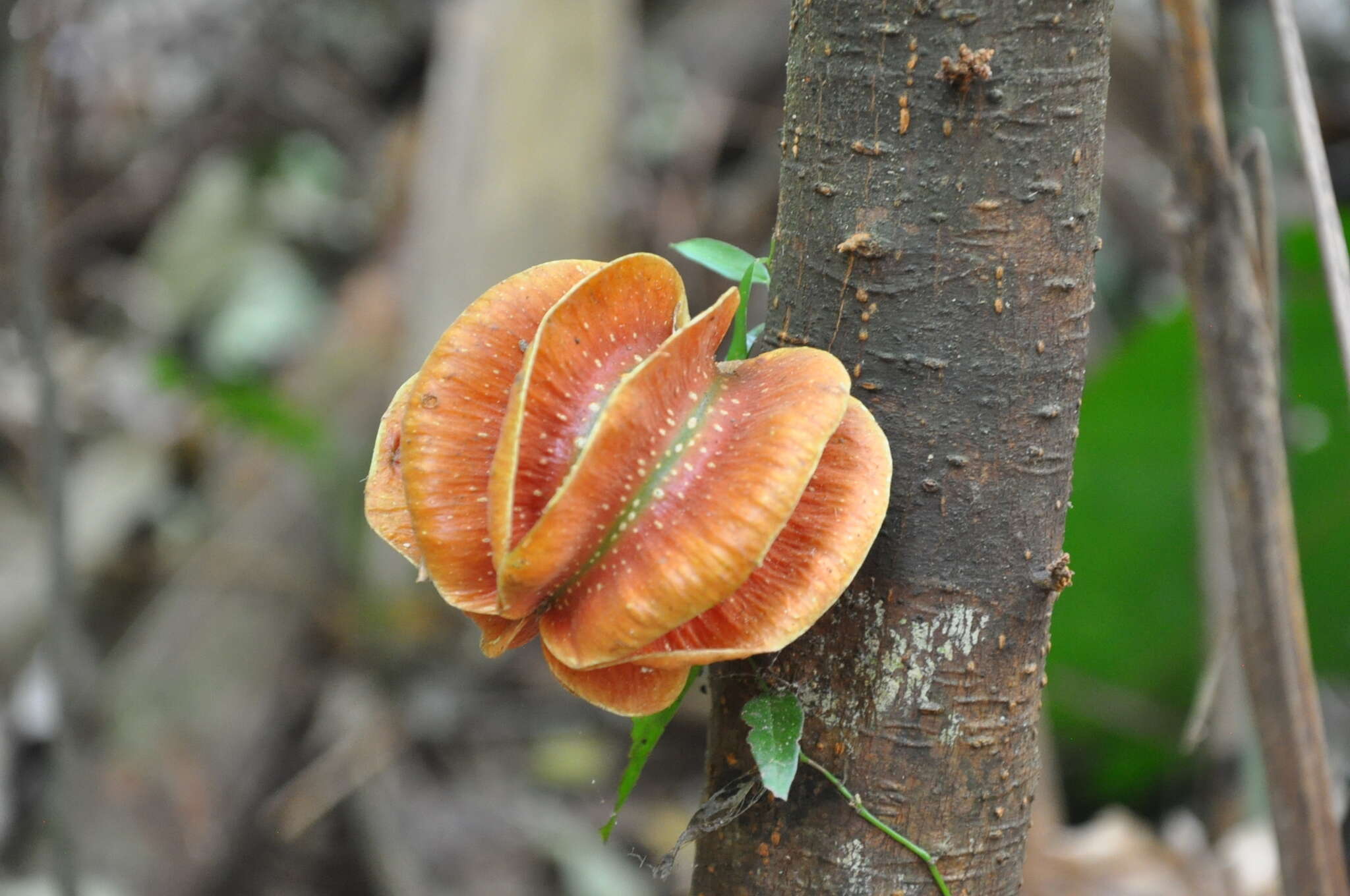 Imagem de Carpotroche platyptera Pittier