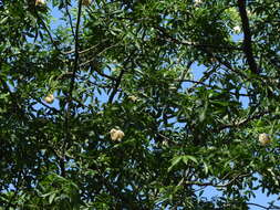 Image of Ceiba speciosa (A. St.-Hil., A. Juss. & Cambess.) P. Ravenna