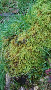 Image of Cypress-leaved plaitmoss