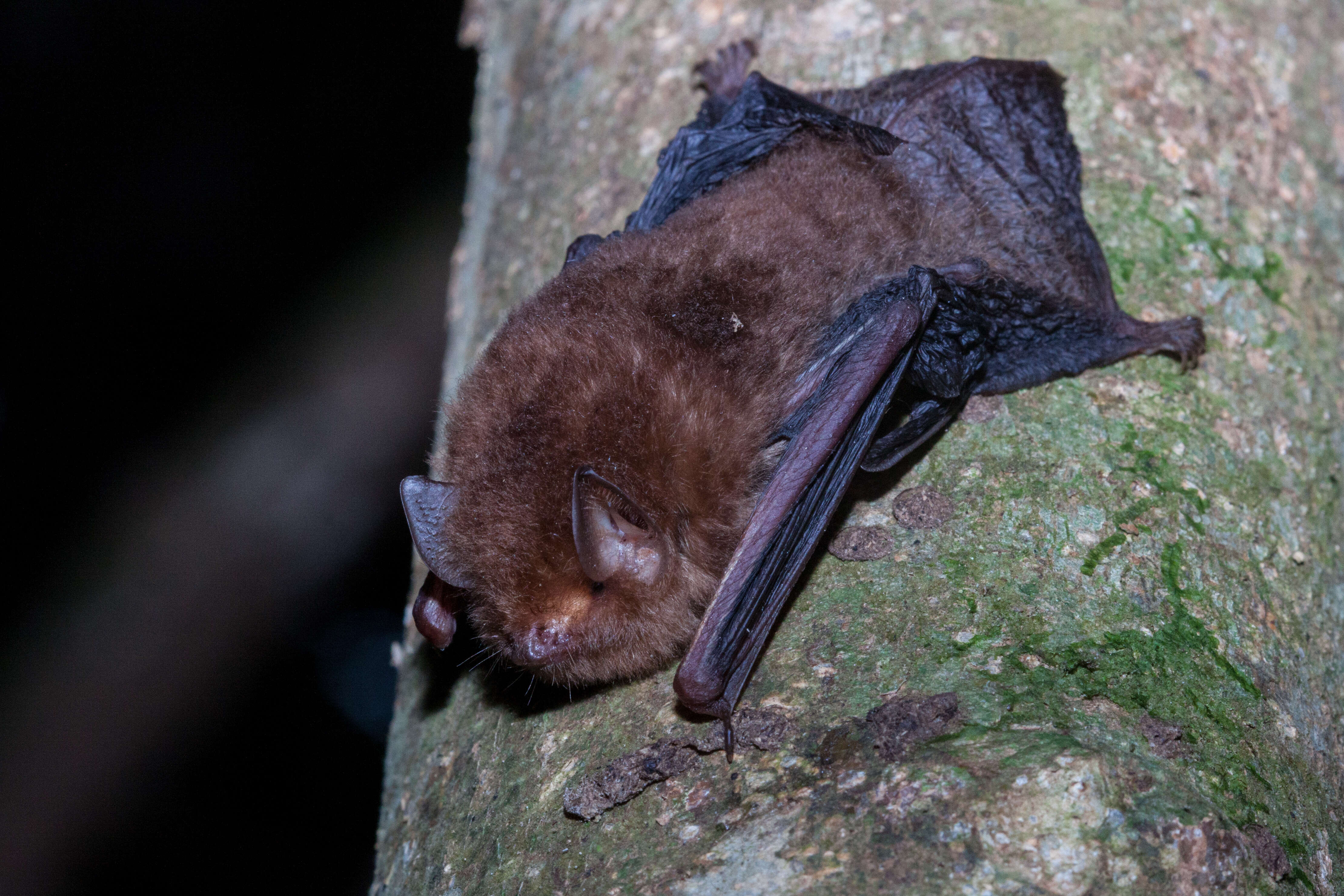 Image of Small Woolly Bat