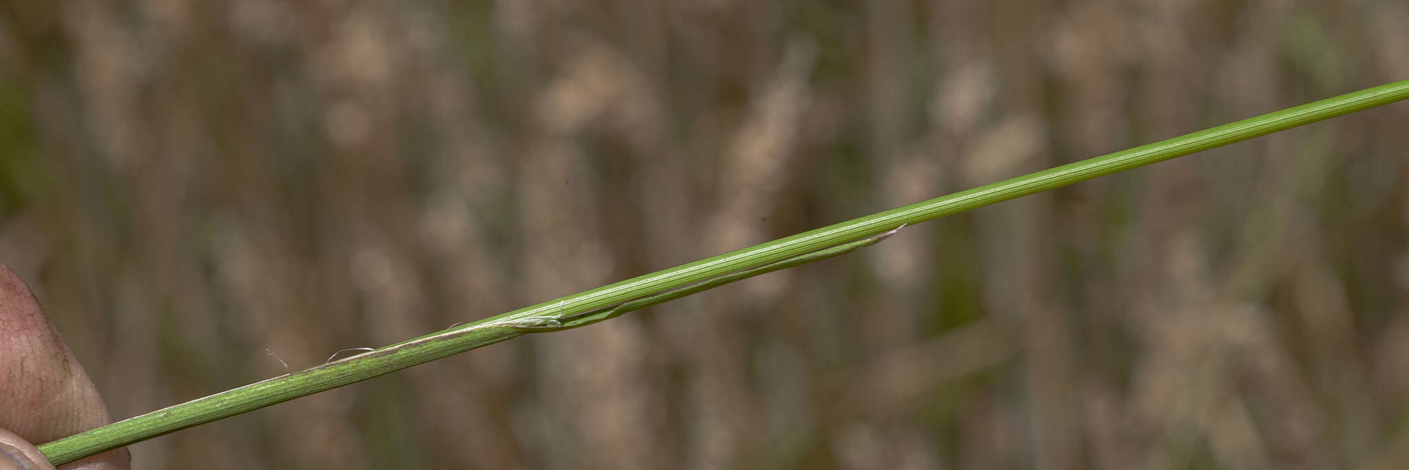 Image of Glyceria australis C. E. Hubb.