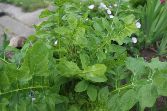 Image of Acanthus hungaricus (Borbás) Baenitz