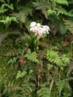 Image of Heloniopsis umbellata Baker