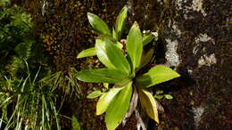 Image of Celmisia holosericea (Forst. fil.) Hook. fil.