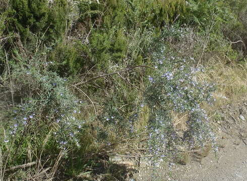 Image of Psoralea axillaris L. fil.