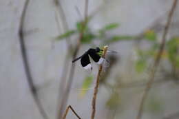 Image of Pied Paddy Skimmer