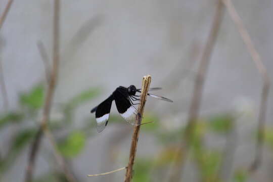 Image of Pied Paddy Skimmer