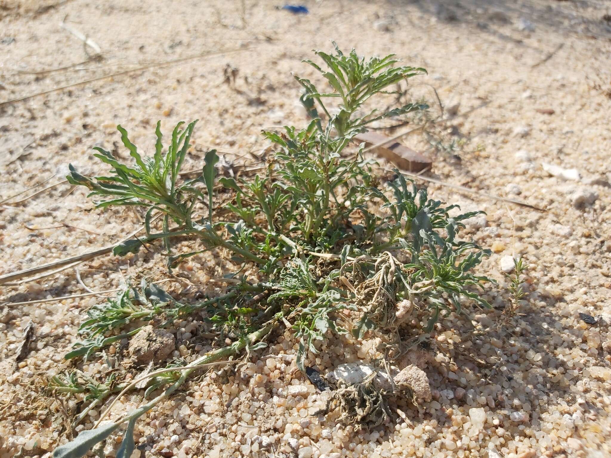 Image of Reseda muricata C. Presl