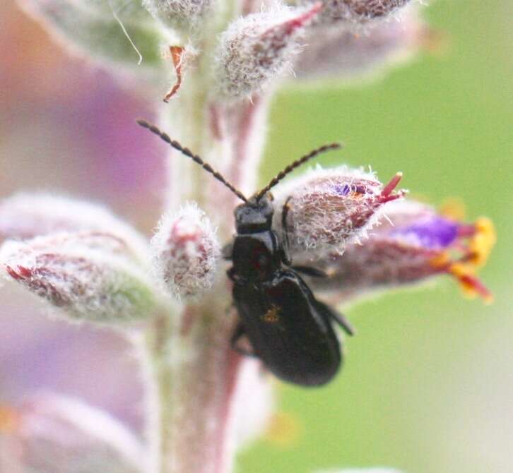 Plancia ëd Diabrotica cristata (Harris 1836)