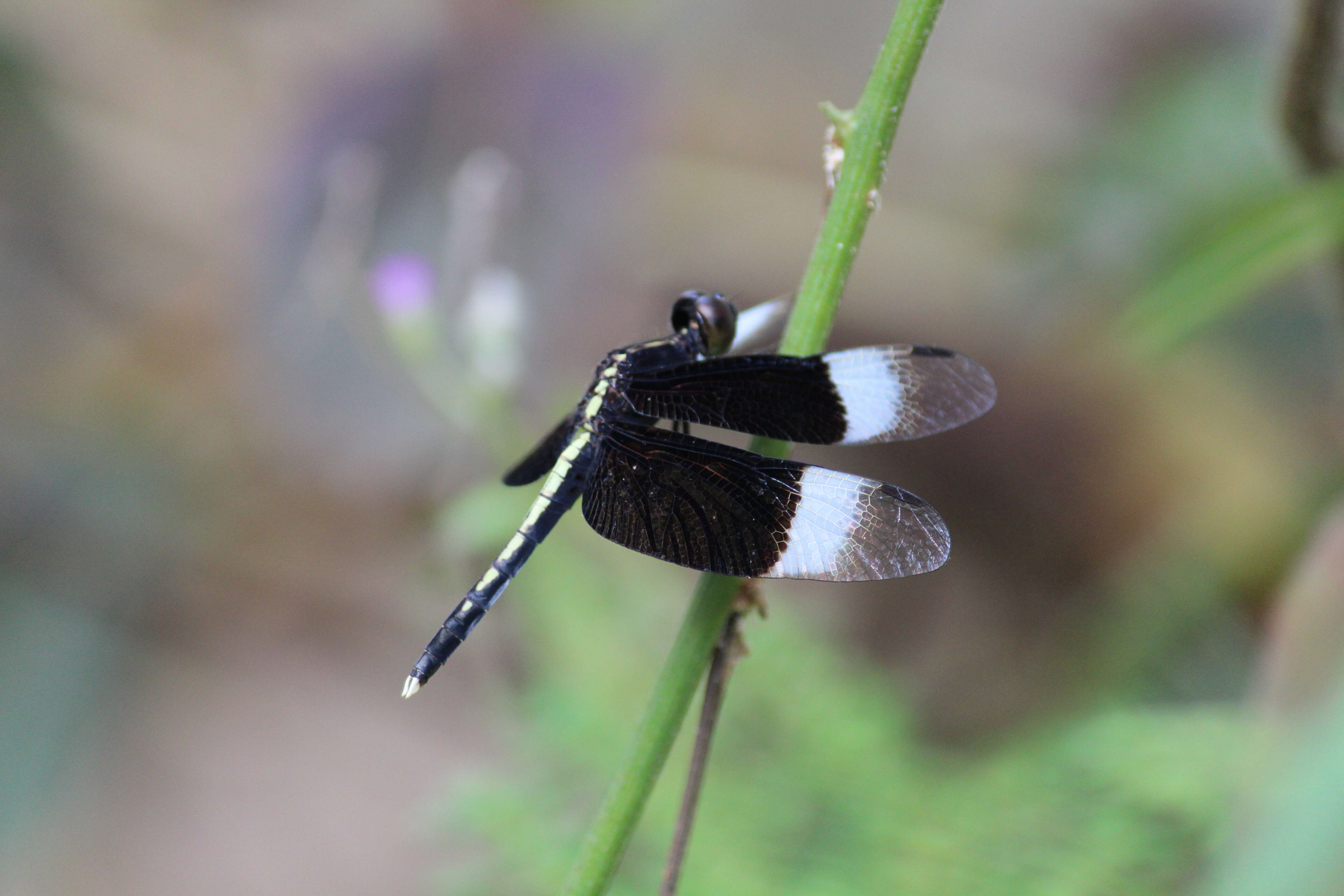 Image of Pied Paddy Skimmer