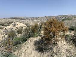 Image of Ephedra procera C. A. Mey.