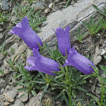 Image of Provence Bellflower