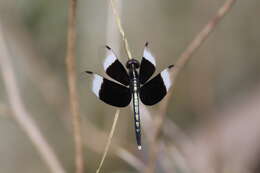 Image of Pied Paddy Skimmer