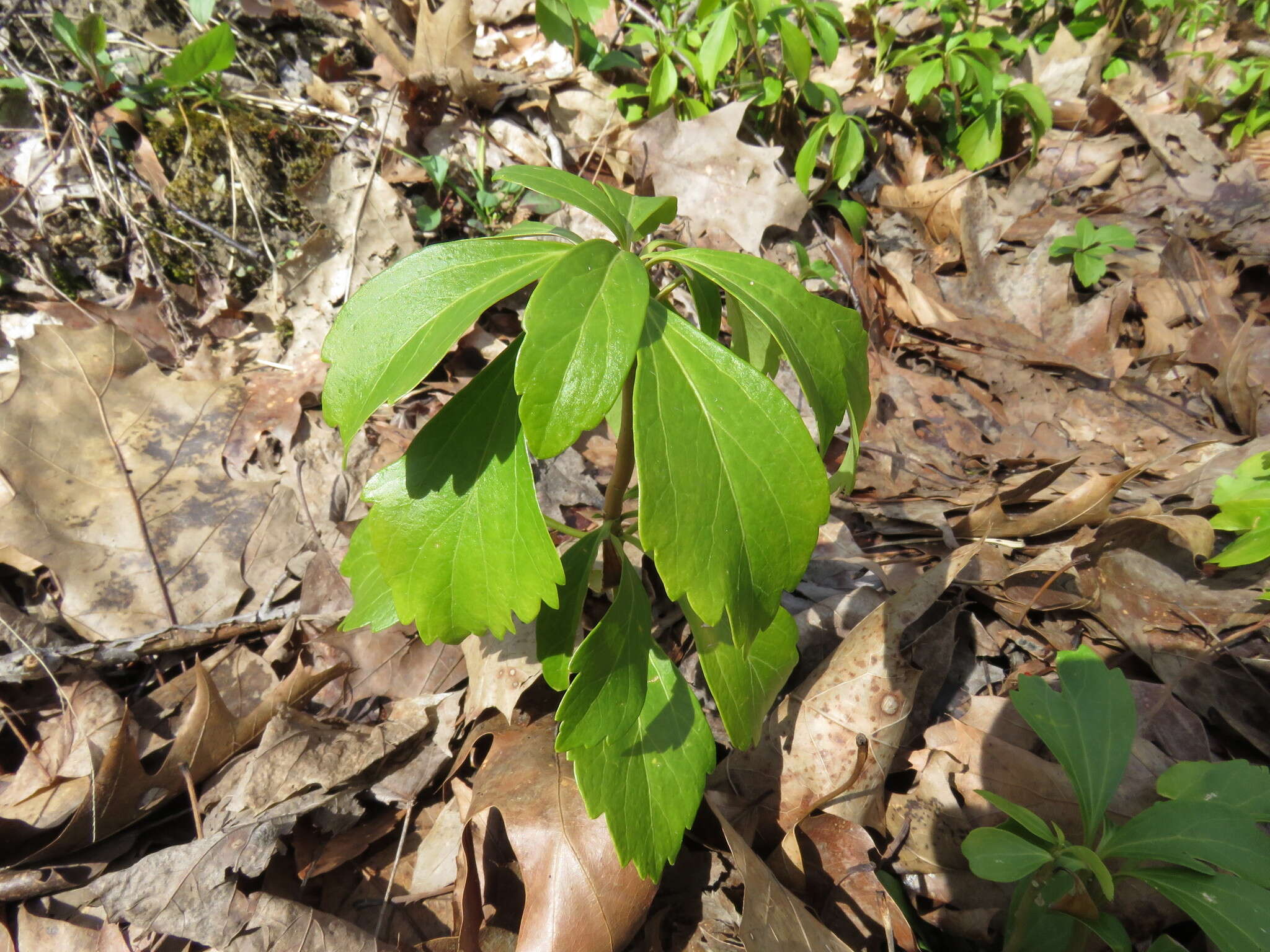 Image of Japanese pachysandra