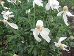 Image of Snowdrop Anemone