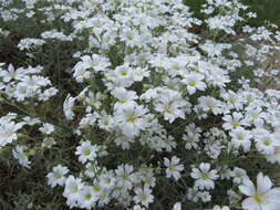 Imagem de Cerastium biebersteinii DC.