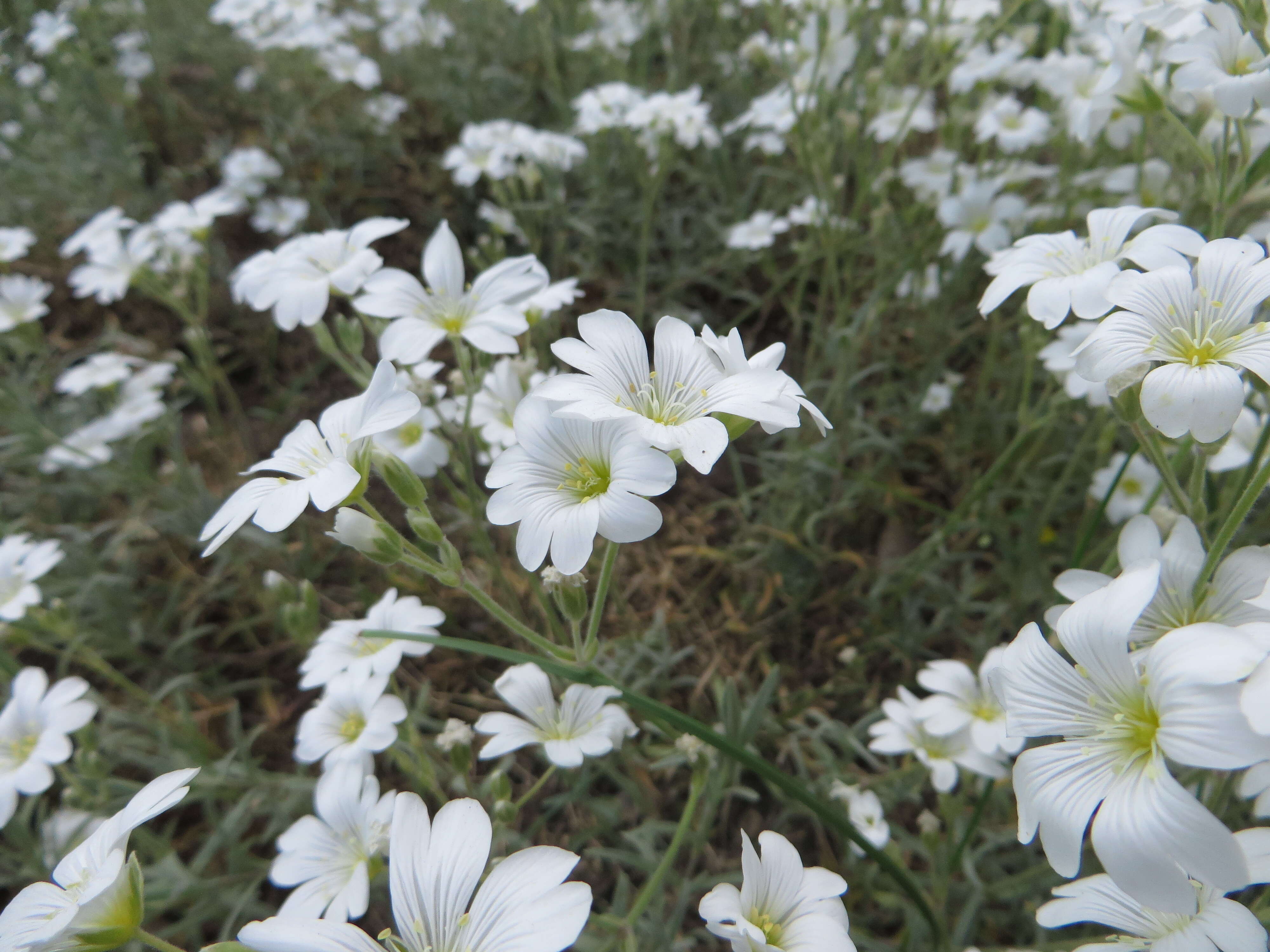 Imagem de Cerastium biebersteinii DC.