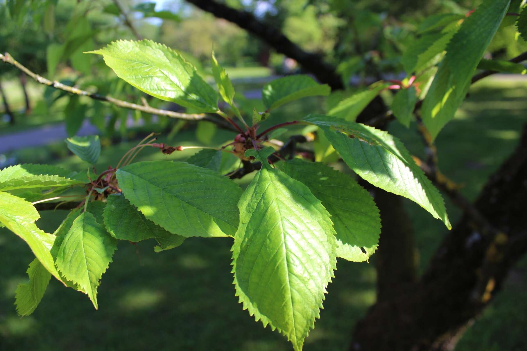 Image of gean, wild cherry