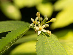 Sivun Grewia biloba var. parviflora (Bunge) Hand.-Mazz. kuva