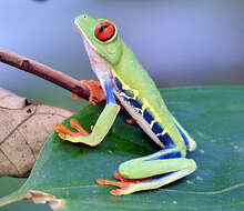 Image of Red-eyed Leaf frog