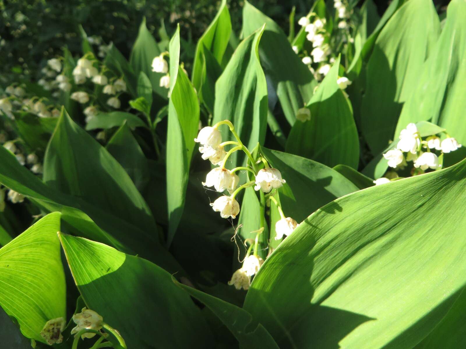 Image of convallaria