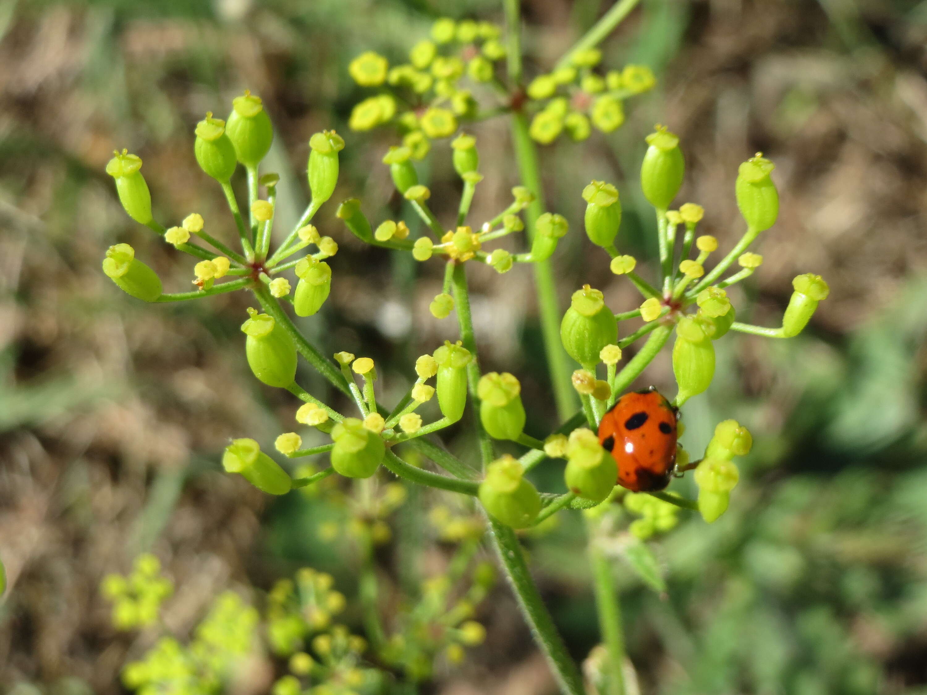 Image of wild parsnip