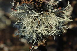 Image of farinose cartilage lichen