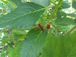 Image of Flag-footed Bug