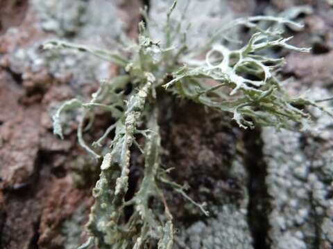 Image of farinose cartilage lichen