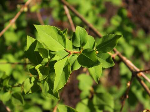 Forsythia suspensa (Thunb.) Vahl resmi