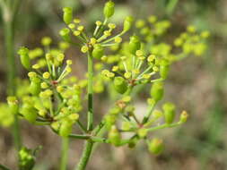 Image of wild parsnip