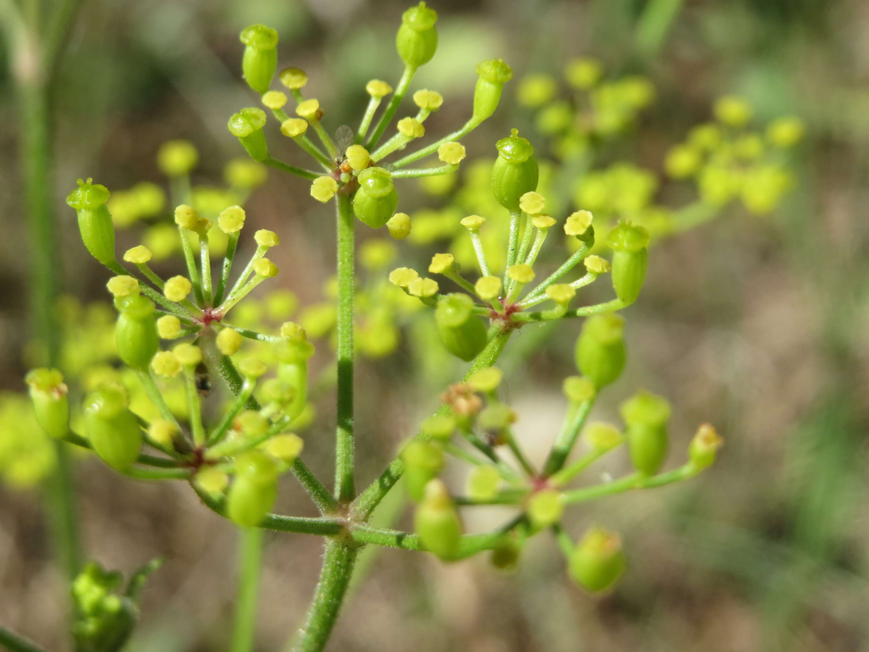 Image of wild parsnip