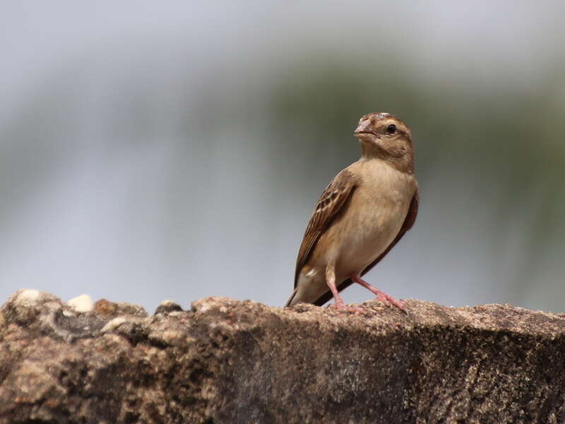 Image of Red-headed Quelea