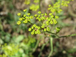 Image of wild parsnip